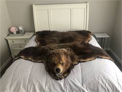 Grizzly/Brown Bear Rug